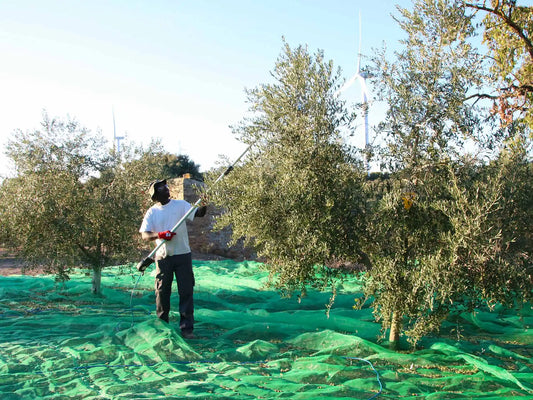 Comença la collita d’olives a la Cooperativa La Granadella